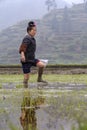 Asian farmer girl walks barefoot through mud of paddy fields.