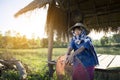 Asian farmer girl working at rice field on harvest season Royalty Free Stock Photo