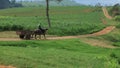 Asian farmer on the green grass field