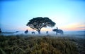 Asian farmer are harvest in the rice field with elephant,farmer rice in field sunrise sky background.