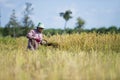 Asian farmer harvesting rice Royalty Free Stock Photo