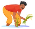 Asian farmer harvesting rice. Crop plantation worker