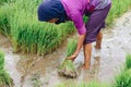 Asian farmer harvesting rice plant for transplant rice seedlings in the paddy field at countryside of Indonesia Royalty Free Stock Photo