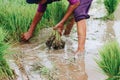 Asian farmer harvesting rice plant for transplant rice seedlings in the paddy field at countryside of Indonesia Royalty Free Stock Photo