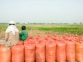Asian farmer and her son sitting on the rice bags Royalty Free Stock Photo
