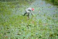 Asian farmer, lotus pond, Mekong Delta