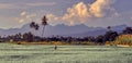 Asian farmer make rice transplanting Royalty Free Stock Photo