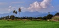 Asian farmer make rice transplanting Royalty Free Stock Photo