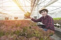 Asian farmer man examining plant leaf fresh vegetables in greenhouse hydroponic organic farm,Small business entrepreneur and Royalty Free Stock Photo