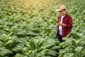 Asian farmer man Examining the quality of tobacco farms by farmers using modern agricultural technology, 5G