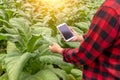 Asian farmer man Examining the quality of tobacco farms by farmers using modern agricultural technology, tablet in thailand