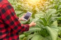 Asian farmer man Examining the quality of tobacco farms by farmers using modern agricultural technology, tablet in thailand