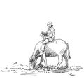 Asian farmer man is riding buffalo drawing