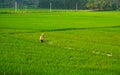 Asian farmer spraying insecticide