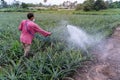 Asian Farmer sprays pineapple plant pollen fertilizer mix in pineapple farm, Agricultural Industry Concept