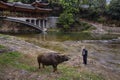 Asian farmer teaches bull by reins of power, about Bridge.