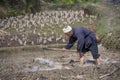 Asian farmer tills the land paddy fields using hack, China.