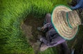 Asian farmer with traditional straw hat during rice transplanting in paddy field Royalty Free Stock Photo