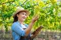 Asian farmer using digital tablet collecting data and monitoring fresh green grapes in organic vineyard