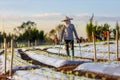 Asian farmer is using hose to watering young vegetable seedling in mulching film field for growing organics plant during spring Royalty Free Stock Photo