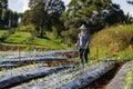 Asian farmer is using hose to watering young vegetable seedling in mulching film field for growing organics plant during spring Royalty Free Stock Photo