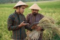 Asian farmer using tablet pc for harvesting paddy rice Royalty Free Stock Photo