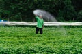 Asian farmer watering sprout vegetable with rubber tube in fields. Sufficiency Agriculture Concept