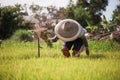 Asian farmer is withdrawn seedling and kick soil flick of Before the grown in paddy field,Thailand Royalty Free Stock Photo