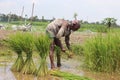 Asian farmer uprooting paddy seedling from seedbed Royalty Free Stock Photo