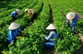 Asian farmer working on agriculture field