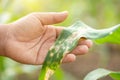 Farmer working in the field of corn tree and research or checking problem about aphis or worm eating on corn leaf after planting