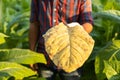 Asian farmer working in the field of tobacco tree and holding damage or wasted leaves after planting. disease in plants and