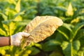 Asian farmer working in the field of tobacco tree and holding damage or wasted leaves after planting. disease in plants and