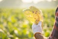 Asian farmer working in the field of tobacco tree and holding damage or wasted leaves after planting. disease in plants and