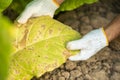 Asian farmer working in the field of tobacco tree and holding damage or wasted leaves after planting. disease in plants and