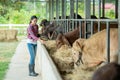 Asian farmer working with tablet pc computer posing on a cow dairy farm inside a cowshed, farming, people and animal, Agriculture Royalty Free Stock Photo