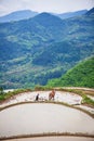 Asian farmer working on terraced rice field Royalty Free Stock Photo