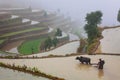 Asian farmer working on terraced rice field Royalty Free Stock Photo