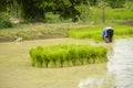 Asian farmers collecting seedling of rice to planting