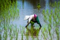 Asian farmers farm rice in Thailand