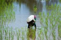 Asian farmers farm rice in Thailand