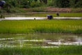 Asian farmers farm rice in Thailand