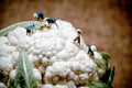 Asian farmers figurines on cauliflower