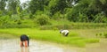 Asian farmers are fishing in a rice field