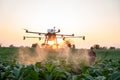 Asian farmers fly drones to spray hormonal fertilizers in tobacco fields, Drone of agricultural technology concept