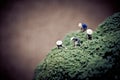 Asian farmers harvesting broccoli. Color tone tuned Royalty Free Stock Photo