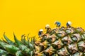 Asian Farmers harvesting in pineapple plantation