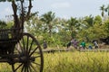 Asian farmers are harvesting rice seeds