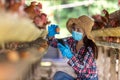 Asian farmers inspect and record the quality data of the chicken eggs using a phone in eggs chicken farm