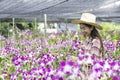 Asian farmers are planting orchids. gardener asian woman. Cutting orchid in an orchid garden Royalty Free Stock Photo